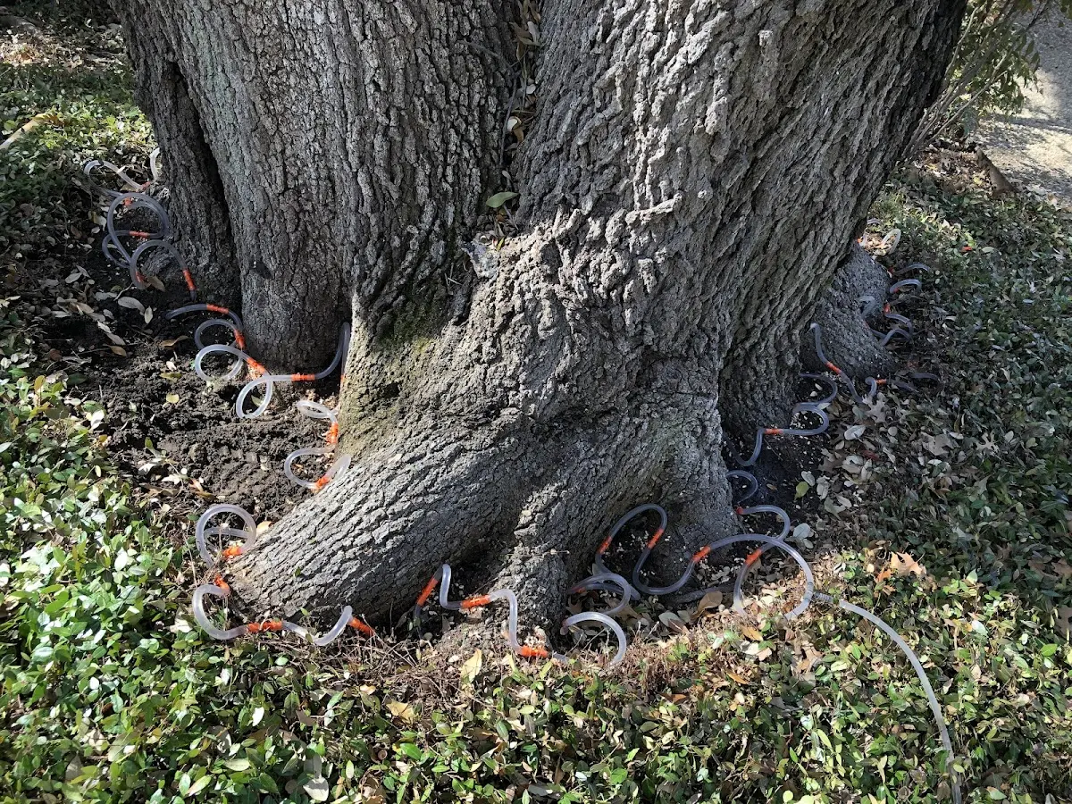 Detailed Tree Cabling and Bracing job site in Maurertown