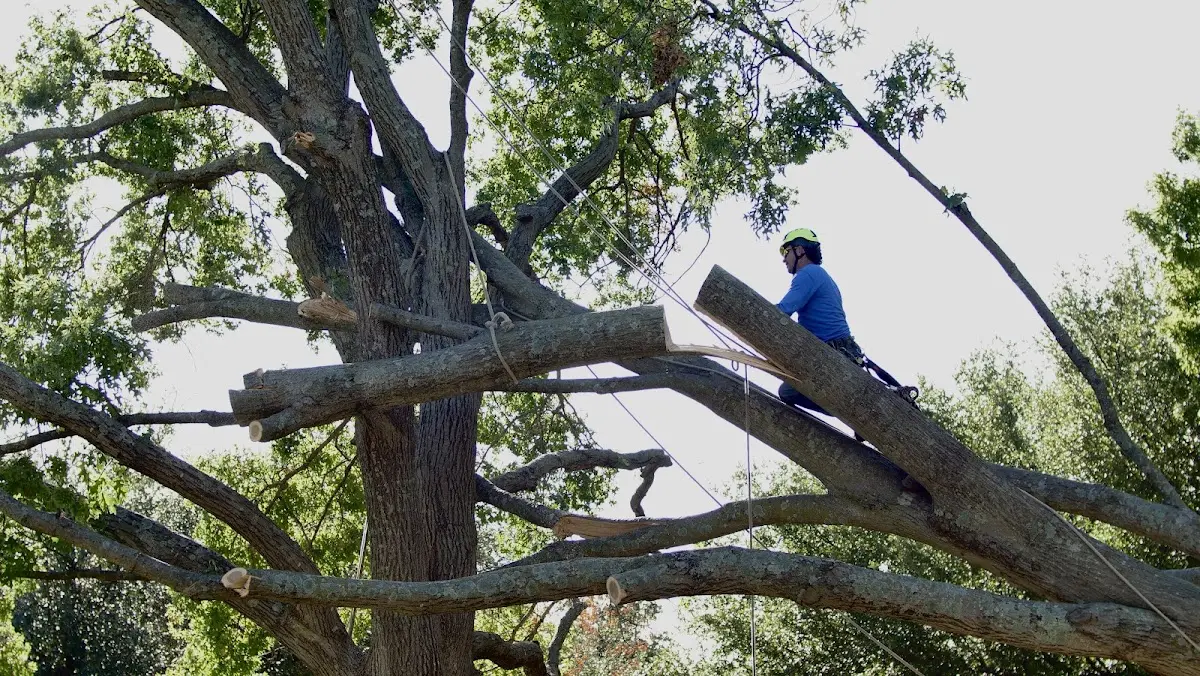 Professional Crown Thinning performed by certified arborists in Maurertown
